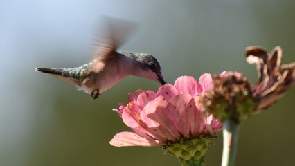 Obraz premium A hummingbird with reddish-brown and greyish-blue feathers hovers gracefully, feeding nectar from a vibrant pink flower in a sunny garden.