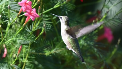 Obraz premium Hummingbird hovering gracefully in mid-air next to vibrant pink flowers and lush green foliage.