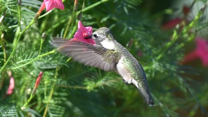 Obraz premium Hummingbird with green and white feathers feeding nectar from a vibrant pink flower in a garden.
