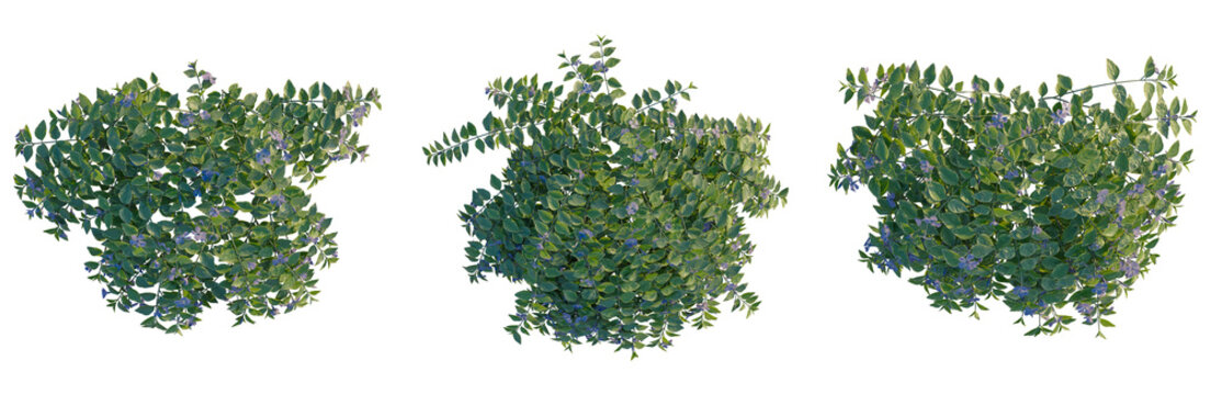 Vinca major tree plan, top view, cutout, transparent background, isolate, Vibrant Green Foliage with Purple Accents, Perfect for Nature and Botanical Backgrounds and Designs