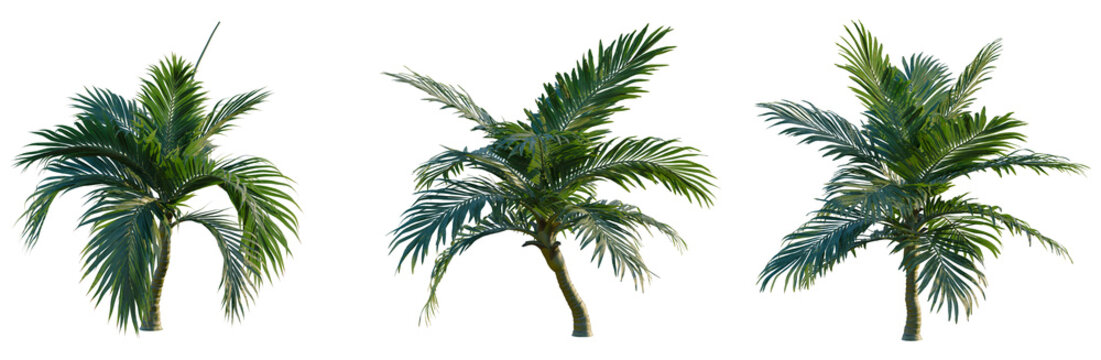 Burretiokentia hapala tree, front view, cutout, transparent background, isolate, Elevation, Majestic Palm Tree Silhouette Against a Dramatic Sky at Sunset - Nature Photography