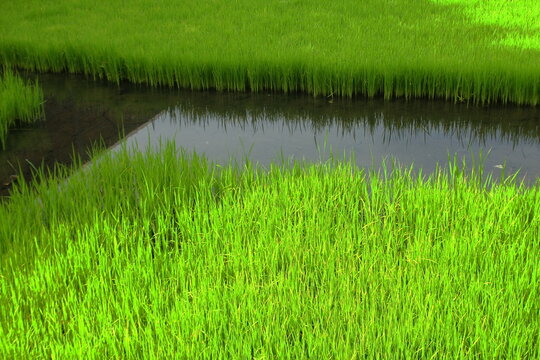 View of rice seedlings in a rice field that has not been finished being cultivated.