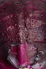 water drops on red cabbage background macro texture