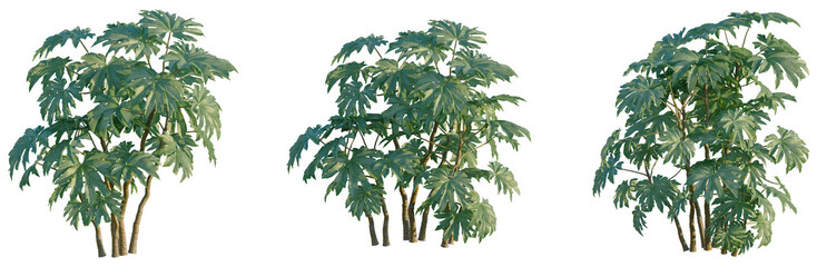 Fototapeta premium Tetrapanax papyriferus tree, front view, cutout, transparent background, isolate, Elevation, Detailed close-up of lush green leaves, vibrant tropical foliage, nature's beauty, plant textures