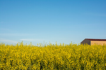 Yellow Rapeseed field in the Spring.