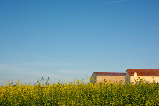 Yellow Rapeseed field in the Spring.