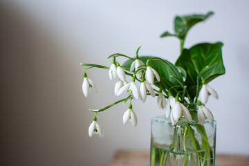 Snowdrops in a small glass bottle