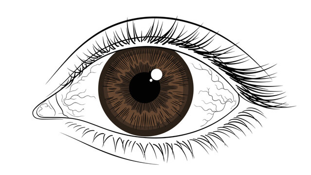 Detailed eye sketch with brown iris and lashes
