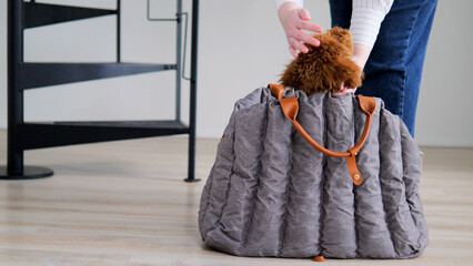 dog in carrier before journey, owner carefully places small poodle into traveling carrier