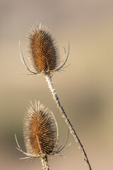 Closeup of two dried teasel seed heads on tall stems, bathed in warm, soft sunset light. Ideal for rustic decor, nature, botanical, and macro photography projects.