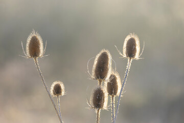 Backlit Dried Teasel Seed Heads in Soft Golden Morning Light Over Calm Natural Background