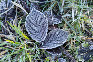 Frosty Leaves On Grassy Ground In Morning Winter Scene With Frosted Veins