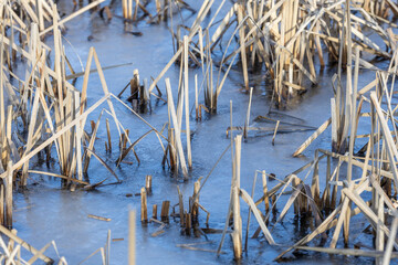 A tranquil winter scene featuring frozen blue water and dried reeds protruding through a glistening ice crust