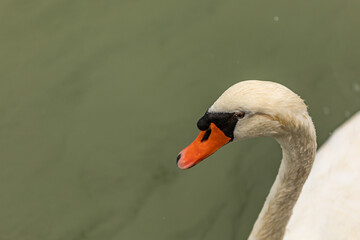 dettagli di un cigno adulto bianco mentre galleggia sull'acqua tranquilla, di giorno, in un ambiente marino, in estate © PhotoMet