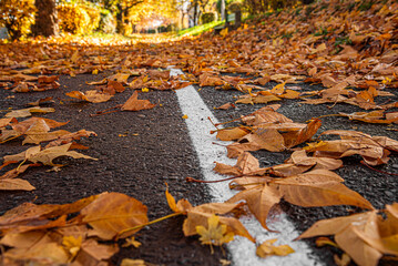 A low-angle close-up shot shows a white line on an asphalt path covered with fallen golden autumn leaves in a park.