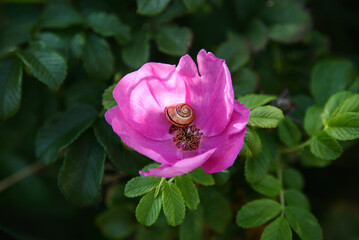 Hagebutte, Heckenrose, Syltrose