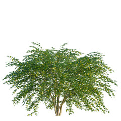 Fototapeta premium Jasminum nudiflorum tree, front view, cutout, transparent background, isolate, Elevation, Detailed green tree with leaves, isolated on transparent background, perfect for design.