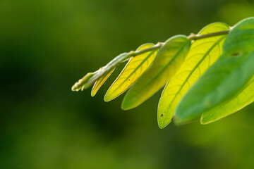 Fresh Green Tropical Leaves Backlit by Sunlight with Soft Natural Background