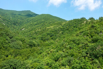 Fototapeta premium Green forested mountain hills under clear summer sky