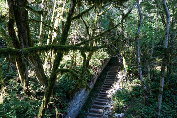 Moss-covered forest with narrow stairs and sunlight filtering through
