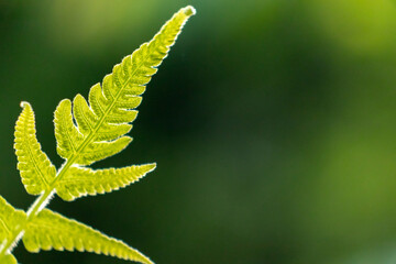 Fresh Green Fern Leaf Close-Up in Natural Light on Soft Blurred Background