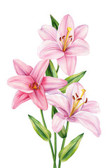 Fototapeta premium Pink lily watercolor bouquet with three pastel blossoms and green buds and leaves isolated on white background