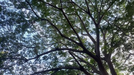 Fototapeta premium Sunlight filtering through the lush canopy of a large, mature tree in a tranquil forest setting