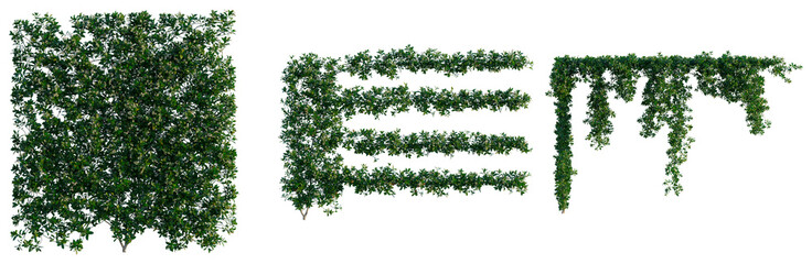 Trachelospermum jasminoides tree, front view, cutout, transparent background, isolate, Elevation, Blooming Wisteria Branch with Delicate Purple Flowers, Springtime Floral Beauty © KP Stock