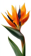 Close Up Vibrant Bird Of Paradise Flower