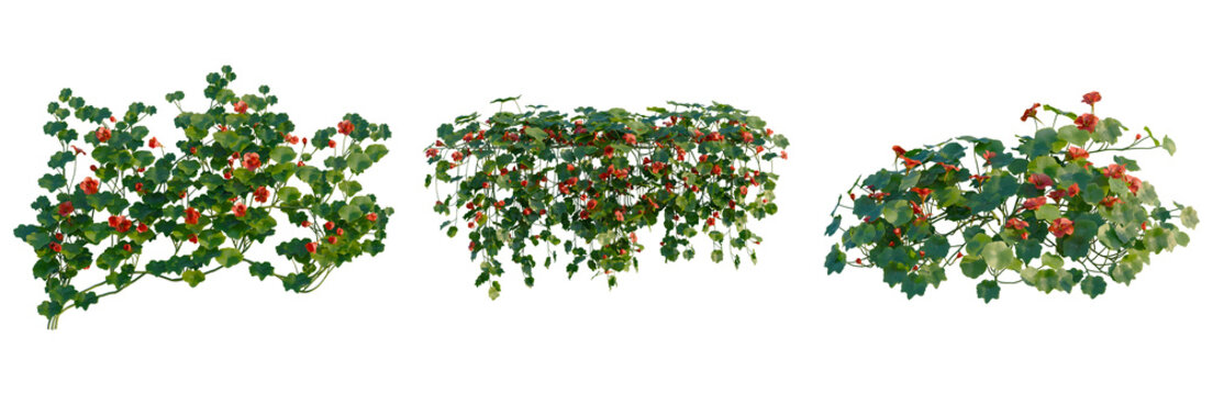 Tropaeolum majus tree, front view, cutout, transparent background, isolate, Elevation, Vibrant Red Begonia Flowers on Green Foliage, Close-Up Nature Photography for Botanical Design