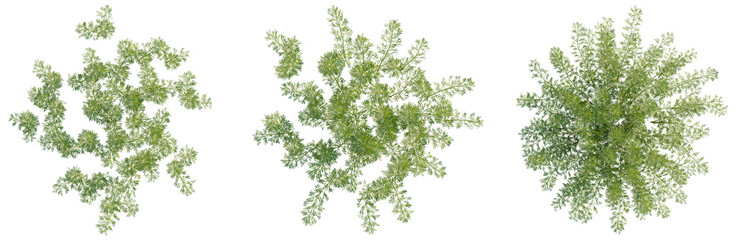 Artemisia abrotanum tree plan, top view, cutout, transparent background, isolate, Lush green foliage of a vibrant tree, detailed botanical illustration, perfect for nature themes © DH Tree Stock