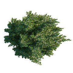 Obraz premium Ilex crenata tree plan, top view, cutout, transparent background, isolate, Detailed green leaves texture, intricate pattern, high resolution, natural background