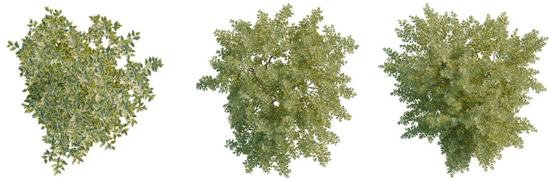 Ligustrum vulgare tree plan, top view, cutout, transparent background, isolate, Detailed close-up of glossy abelia plant leaves, intricate texture, natural beauty, lush green foliage.