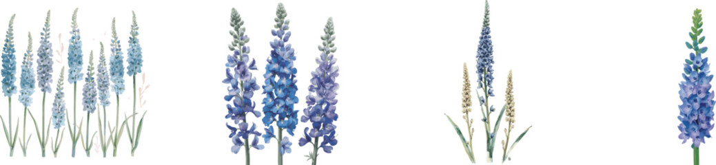 Watercolor set tall delphinium flower spikes. Isolated on white background