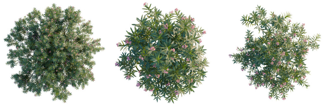Nerium oleander tree plan, top view, cutout, transparent background, isolate, Detailed Emerald Green Juniper Branch with Lush Foliage, Perfect for Natural Backgrounds and Botanical Designs
