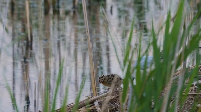 Footage of a small, camouflaged bird, possibly a Snipe (Gallinago gallinago) or Little Bittern (Ixobrychus minutus), hidden amongst the tall reeds and grass at the water's edge of the Ros River in Ukr