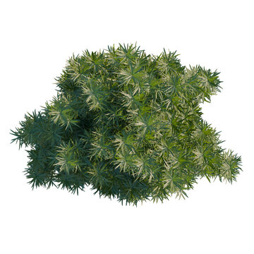 Taxus baccata tree plan, top view, cutout, transparent background, isolate, Realistic Pine Tree Branch with Needles, Green Foliage, Detailed Texture, Nature Element