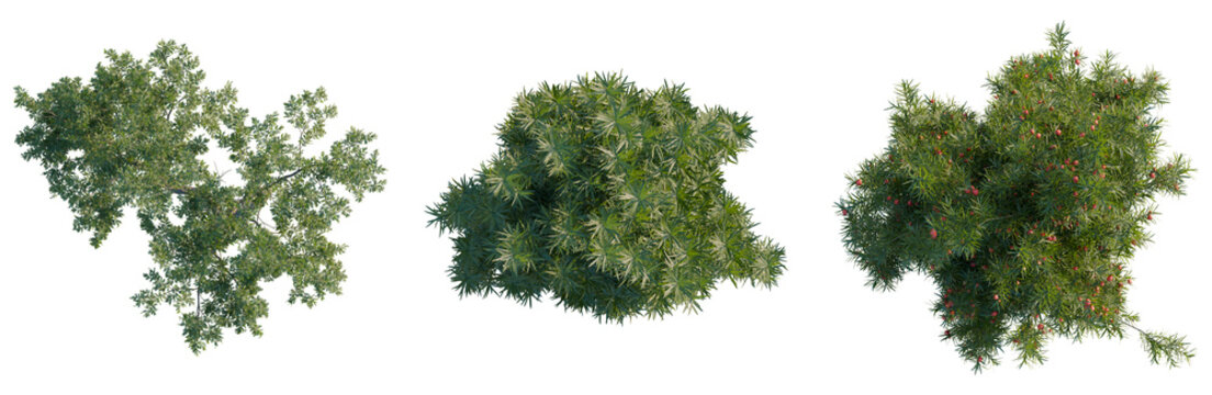 Taxus baccata tree plan, top view, cutout, transparent background, isolate, Detailed Holly Branch with Berries - Perfect for Holiday and Festive Designs and Natural Backgrounds