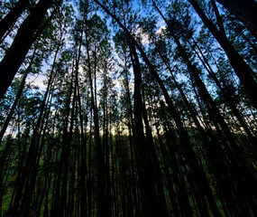 Obraz premium sun shining through trees