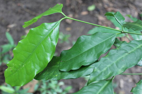 Gnetum gnemon leaves. Common names include gnetum, joint fir, two leaf, melinjo or belinjo,bago or lumbay, hanthu and tulip. Leaf for culinary. 