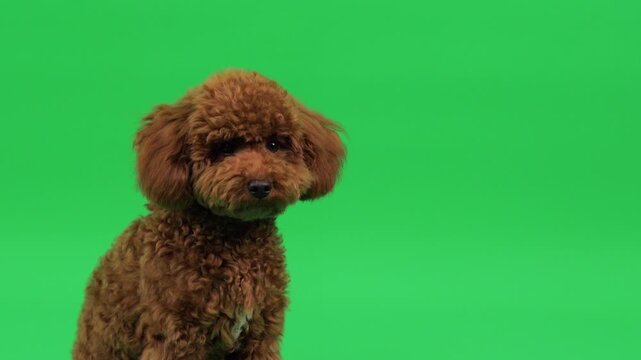Image showcasing Brown Toy Poodle gazing softly with kind eyes