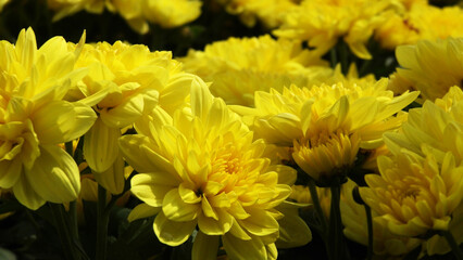 Garden plants in bloom with beautiful yellow flowers