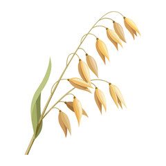 Fototapeta premium Illustration of a stalk of Oat plant or Avena sativa, isolated on a white background.