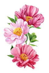 Obraz premium Pink peony watercolor branch, three blooming flowers and green leaves isolated for spring botanical decor and greeting cards