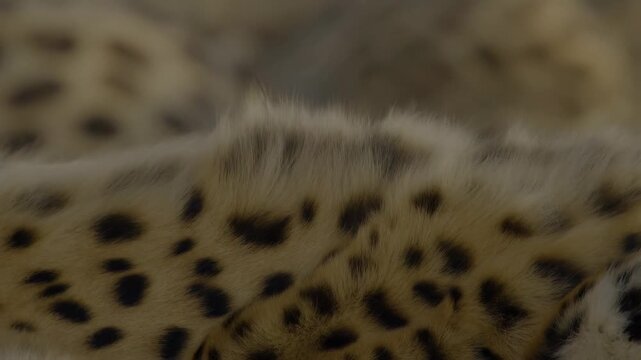 Closeup journey of leopard skin patterns: natural textures in motion