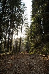 Obraz premium Hiking through a sunlit forest trail surrounded by tall trees in early morning light. Gorgany range during spring. Carpathian mountains, Ukraine