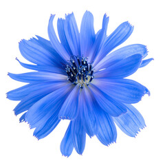Chicory flower head isolated on white