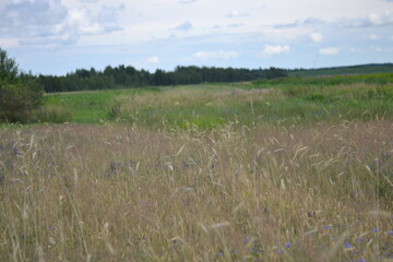 summer field meadow cornflowers rye wheat sky summer sun