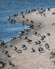 Obraz premium Birds gather near water at daytime along a shore with sandy ground and rocks under clear sky