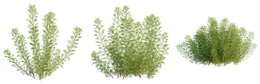 Artemisia abrotanum tree, front view, cutout, transparent background, isolate, Elevation, Detailed Green Bush with Leaves, High Resolution, Nature Elements, Landscape, Botanical Illustration